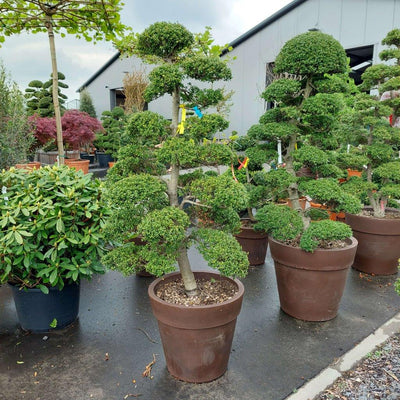 Bonsai-Boom-Groot-Ilex-crenata